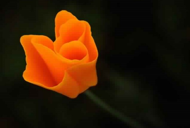 Rooted Confidence: Believing in Yourself from Within